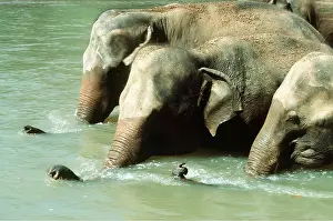 Temperature: INDIAN / ASIAN ELEPHANT - Females in river