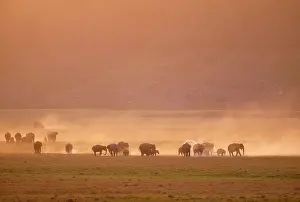 Ramganga: Indian / Asian ELEPHANT - Group on the Ramganga