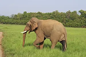 Musth: Indian / Asian Elephant - male in musth