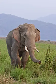 Gender: Indian Asian Elephant, male, in the savannah, Corbett