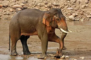 Performing: Indian / Asian Elephant performing pedicure
