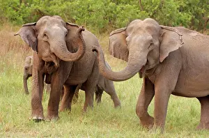 Maximus: Indian / Asian Elephant at play