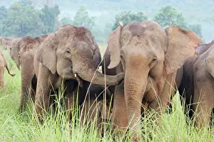 Moment: Indian / Asian Elephant sharing an intimate moment