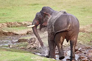 Squirting: Indian / Asian Elephant spraying water at the waterhole