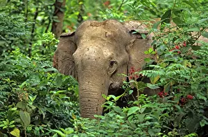 Spying: Indian / Asian Elephant spying through the bushes