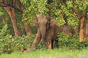 Stamping: Indian / Asian Elephant stamping on tree trunk