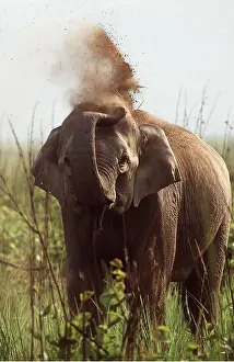 Dust: INDIAN / ASIAN ELEPHANT - Taking dust bath