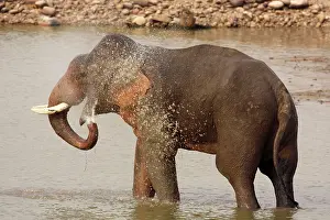 Ramganga: Indian / Asian Elephant taking showers in the river