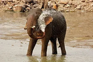 Ramganga: Indian / Asian Elephant taking showers in the river Ramganga
