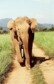 Jagdeep Rajput: Indian / Asian Elephant - on track