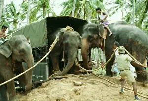 Loaded: Indian / Asian Elephant translocation - tranquilized