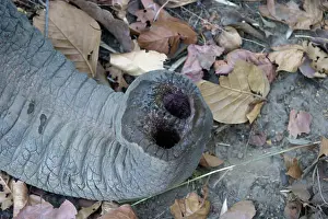 Nostril: Indian / Asian elephant - trunk and nostril in detail