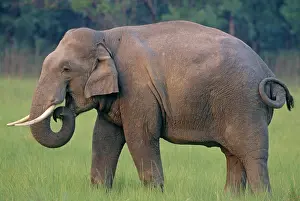 Tusker: Indian / Asian Elephant (Tusker)