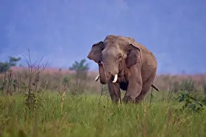 Gender: Indian Asian Elephant, Tusker in the grassland
