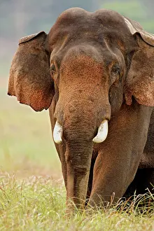 Tusker: Indian / Asian Elephant (Tusker) male