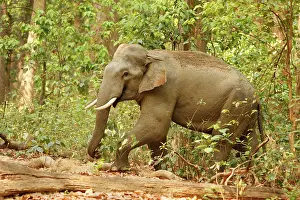 Tusker: Indian / Asian Elephant (Tusker) in the Sal forest