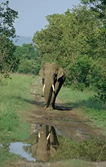 Tusker: Indian / Asian Elephant - Tusker on the track