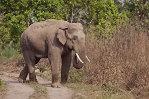 Gender: Indian Asian Elephant, tusker on the track, Corbett