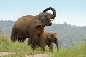 Throw: Indian / Asian Elephant - using trunk to throw grass on back