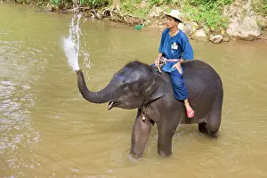 Mahout: Indian / Asian Elephant - Young elephant with its