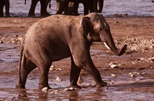 Jagdeep Rajput: Indian / Asian Elephants