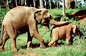 Pat Morris: Indian / Asian Elephants - Adult & young