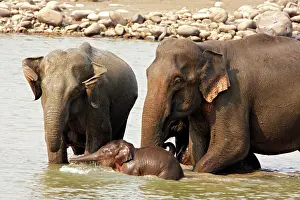Ramganga: Indian / Asian Elephants - Adults & young one in