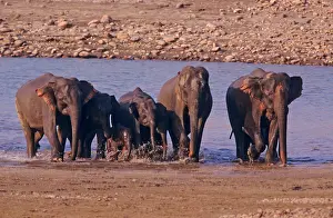 Ramganga: Indian / Asian Elephants coming out of river Ramganga