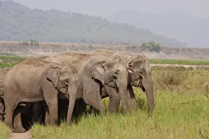 Homonyms: Indian Asian Elephants, Corbett National Park, India