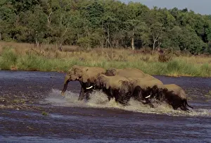 Ramganga: Indian / Asian Elephants - Crossing the river Ramganga
