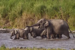 Homonyms: Indian Asian Elephants, crossing the river Ramganga