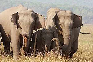 Solidarity: Indian / Asian Elephants - expressing solidarity