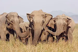 Solidarity: Indian / Asian Elephants - expressing solidarity