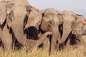 Solidarity: Indian / Asian Elephants expressing solidarity