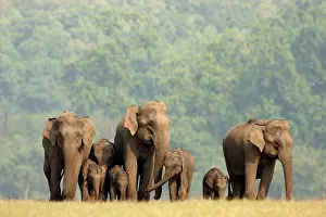 Famlies: Indian / Asian Elephants herd on the move