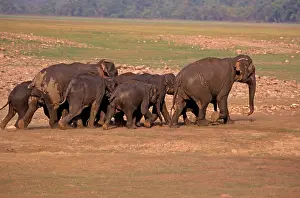Ramganga: Indian / Asian Elephants - Herd going back from