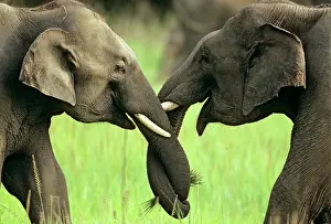 Nose: Indian / Asian Elephants play-fighting