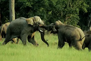 Charging: Indian / Asian Elephants - Sparring