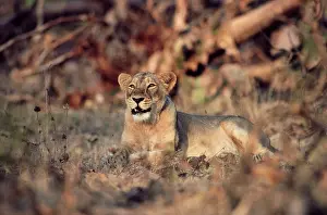 Persica: Indian / Asiatic Lion