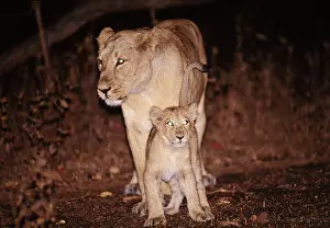 Indian / Asiatic LIONESS - female with cub at night