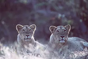 Lionesses: Indian / Asiatic LIONESS - two females in grass