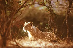 Joanna Van Gruisen: Indian / Asiatic LIONESS - single female