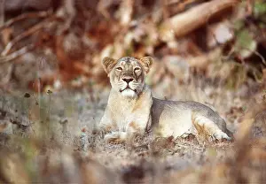 Lionesses: Indian / Asiatic LIONESS - single female