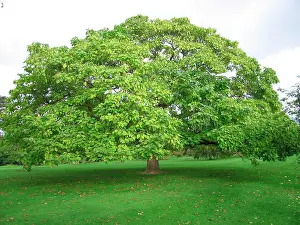 Catalpa: Indian Bean Tree / Catalpa