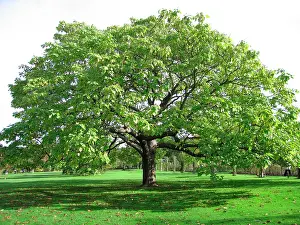 Catalpa: Indian Bean Tree / Catalpa
