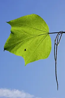 Catalpa: Indian Bean Tree - showing leaf and ripening bean pods