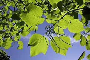 Catalpa: Indian Bean Tree - showing leaves and ripening bean pods
