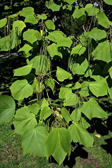 Catalpa: Indian Bean Tree - showing leaves and ripening bean pods