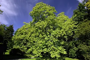 Catalpa: Indian Bean Tree - standing in park