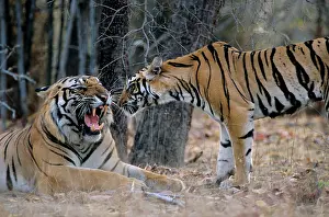 Submissive: Indian / Bengal Tiger - Big Male Tiger warding-off